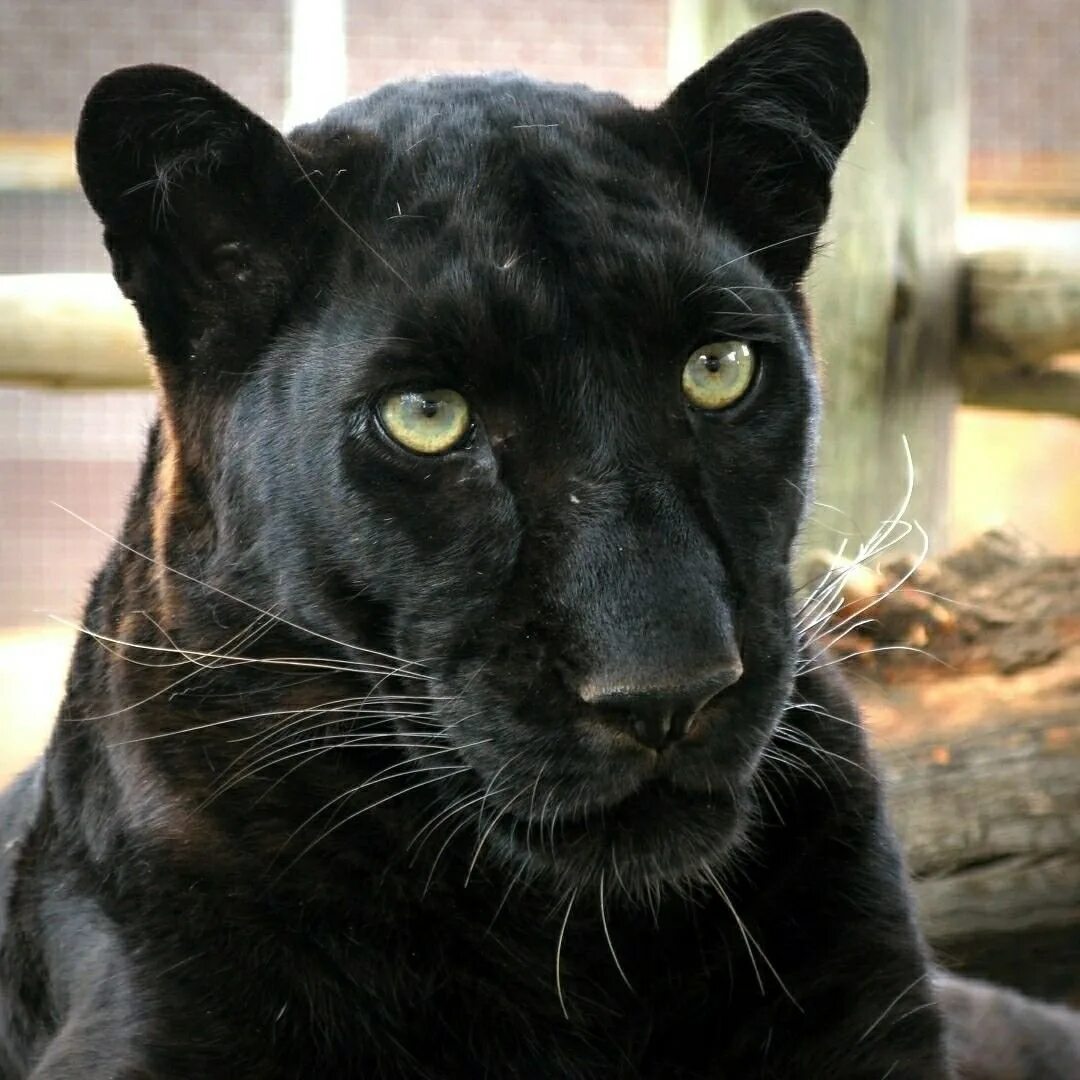 Black em