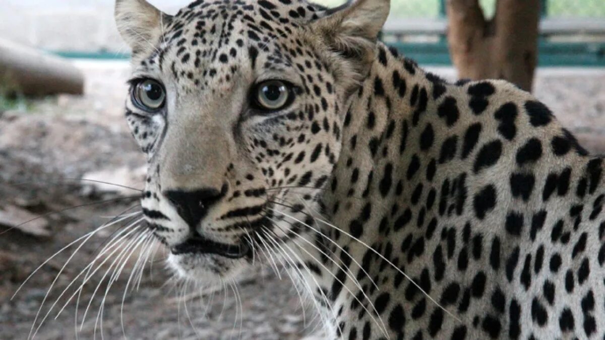 Аравийский леопард. Южноаравийский леопард. Переднеазиатский леопард. Аравийский леопард ОАЭ. Wild animals as pets essay