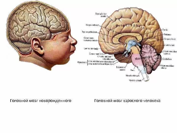 Строение головного мозга для детей. Головной мозг новорожденного. Головной мозг грудного ребенка. Мозг ребёнка и взрослого человека. Центральная нервная система новорожденного