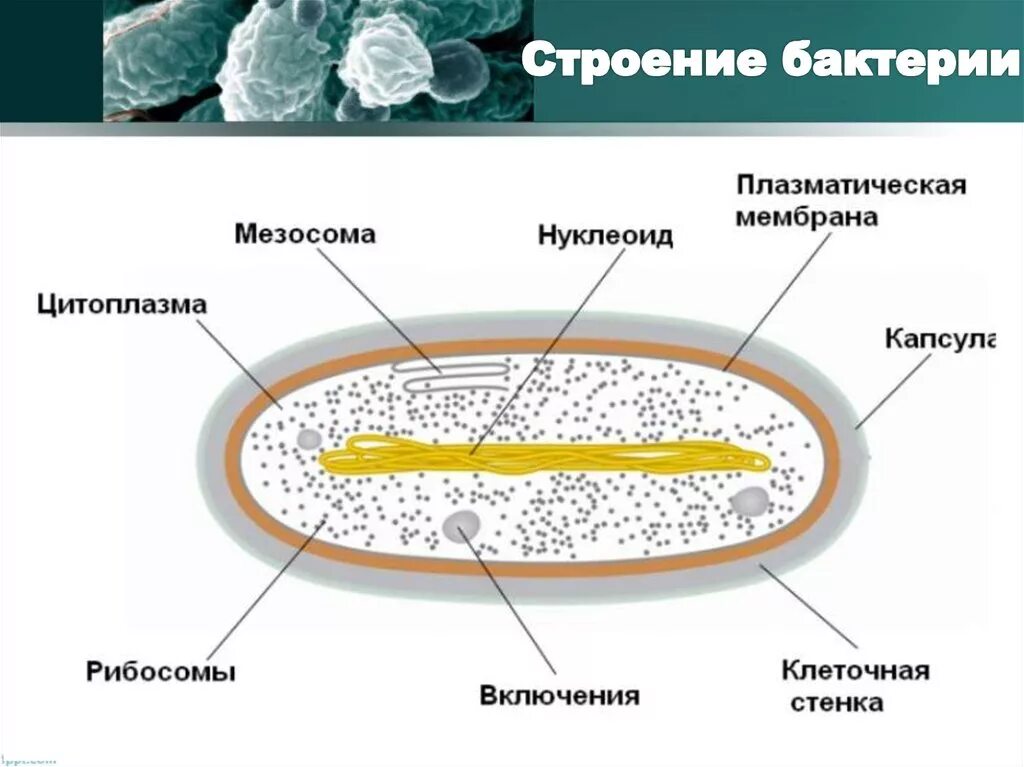 Строение бактериальной клетки мезосомы. Мезосома бактериальной клетки строение. Строение бактерии мезосома. Мезосомы мембрана бактерий. Цитоплазматическая мембрана мезосомы
