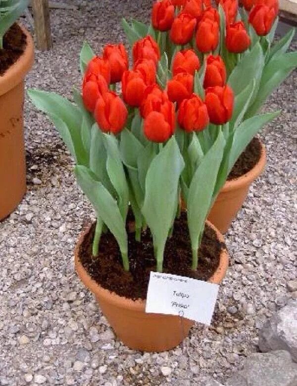 Луковививицы нарцисов. Нарцисс корневище. Луковицы нарциссов. Луковицы тюльпанов нарциссов. Луковицы нарциссов.