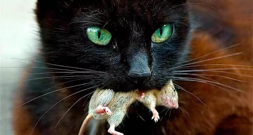 Коты едят крыс