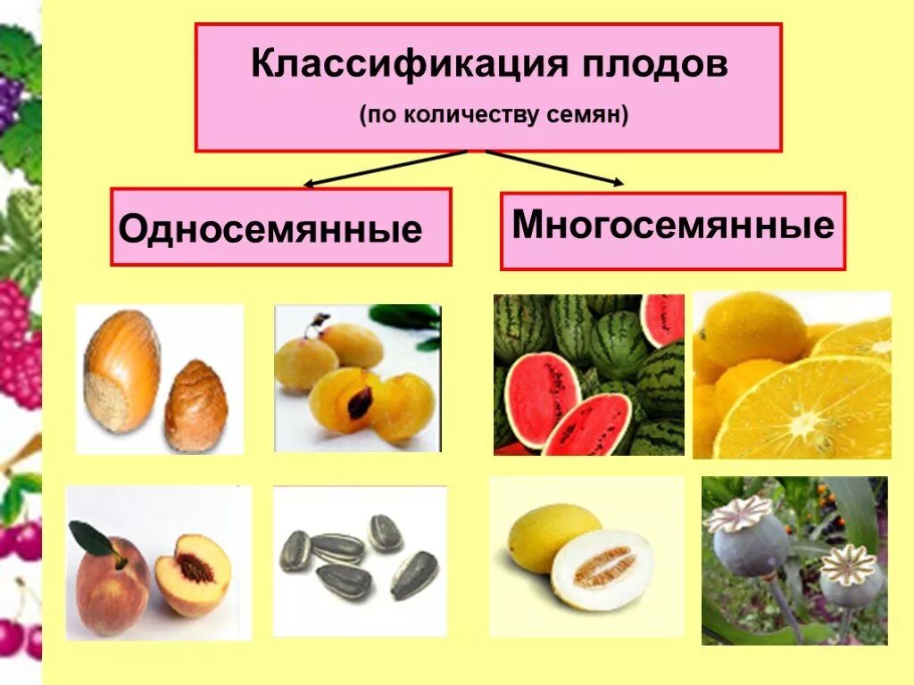 Многообразие семян. Классификация плодов односемянные и многосемянные. Односемянные плоды и многосемянные плоды. Односемянные плоды растений 6 класс. Односемянные и многосемянные растения.