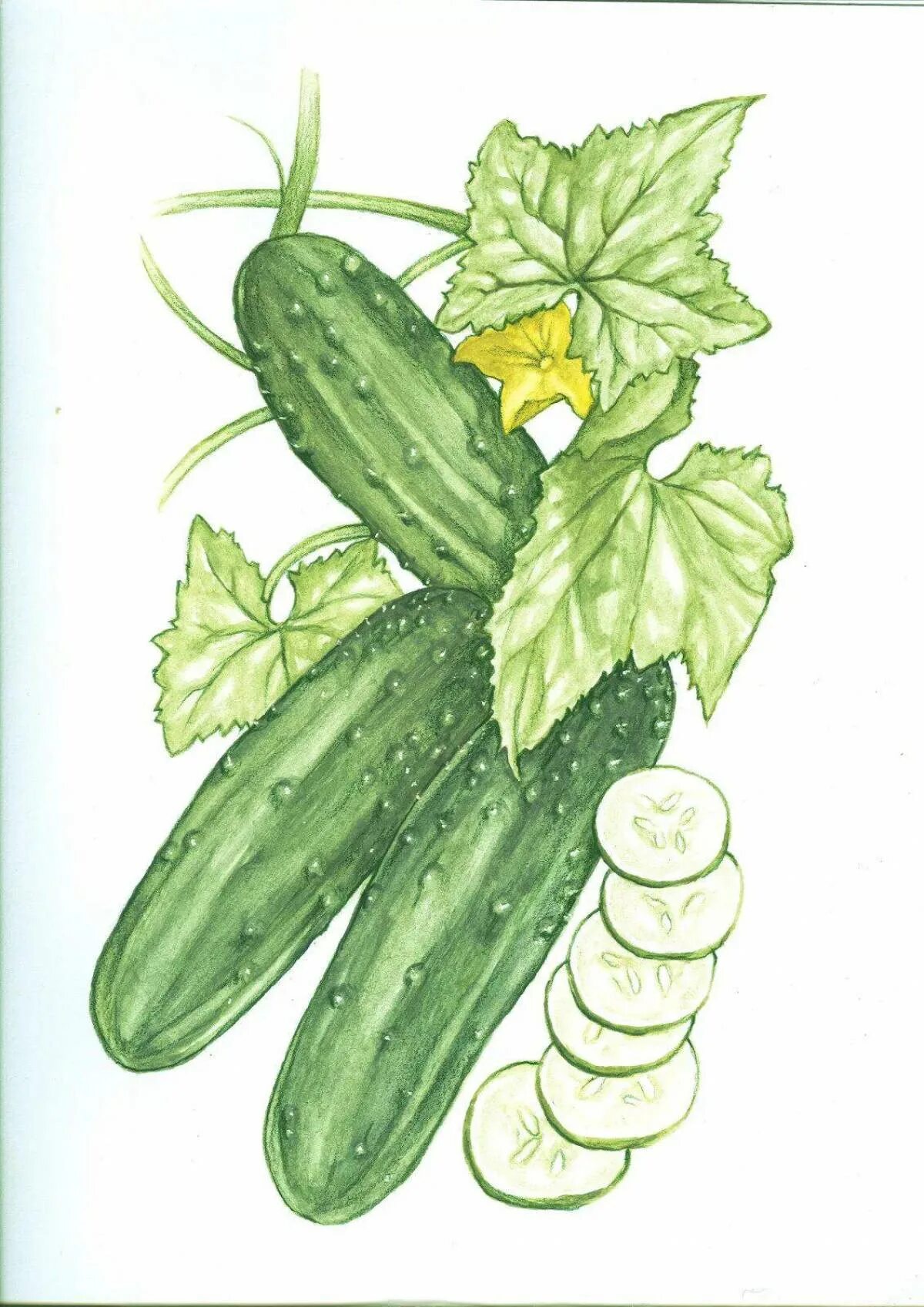 Огурчики детские