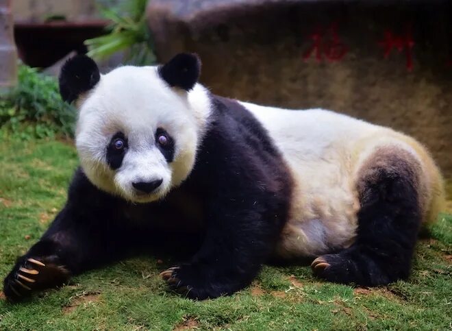 Животные китая фото Cute Giant Pandas at Sichuan Panda gigante, Pandas, Oso panda