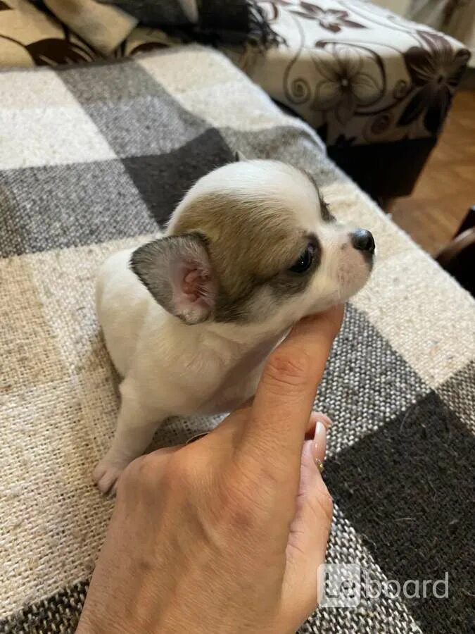 Чихуахуа коби. Бирюзовый чихуахуа. Детки чихуахуа. Королевский чихуахуа длинношерстный. Чихуахуа приморский край.