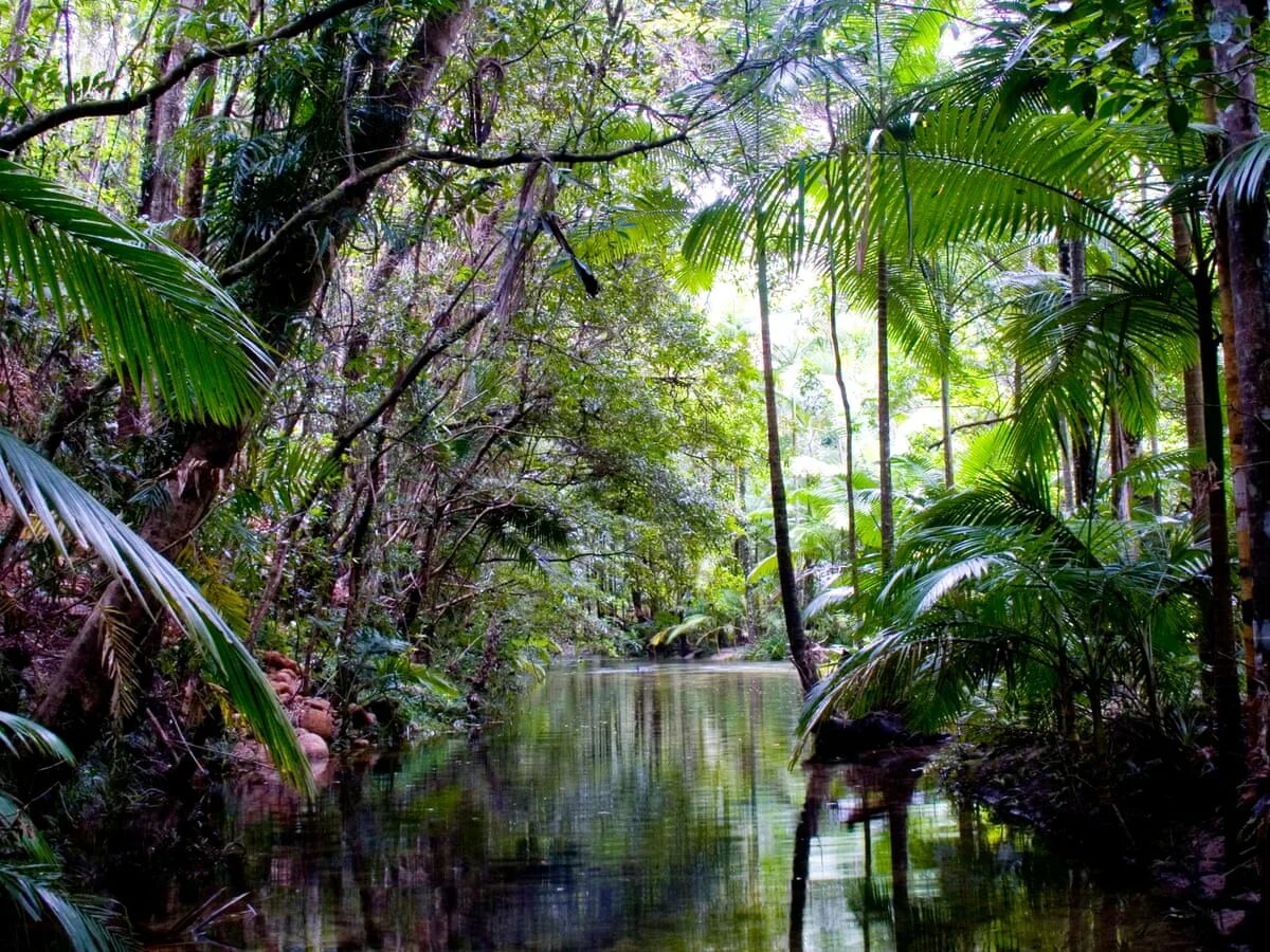 Национальный парк Дейнтри. Лес Дейнтри Австралия. Тропический лес Дейнтри Австралия. Национальный парк Дейнтри Австралия.