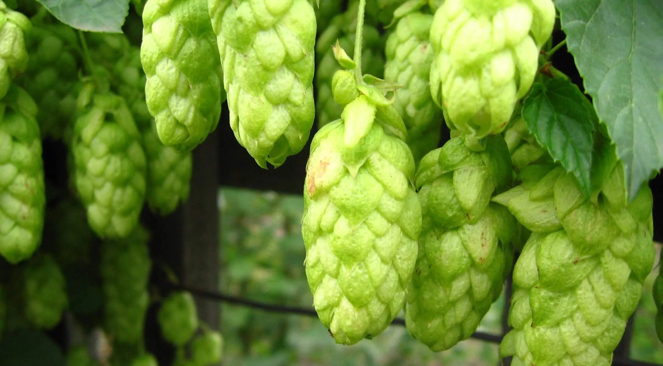 Хмель содержание. Хмель обыкновенный (humulus lupulus). хмель обыкновенный   húmulus lúpulus. соплодия хмеля обыкновенного. хмель ареал.