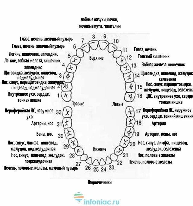 Связь зубов с органами. Зубы взаимосвязь с внутренними органами. Схема прорезывания постоянных зубов. Связь зубов и внутренних органов схема. Меридианы зубов и внутренних органов.