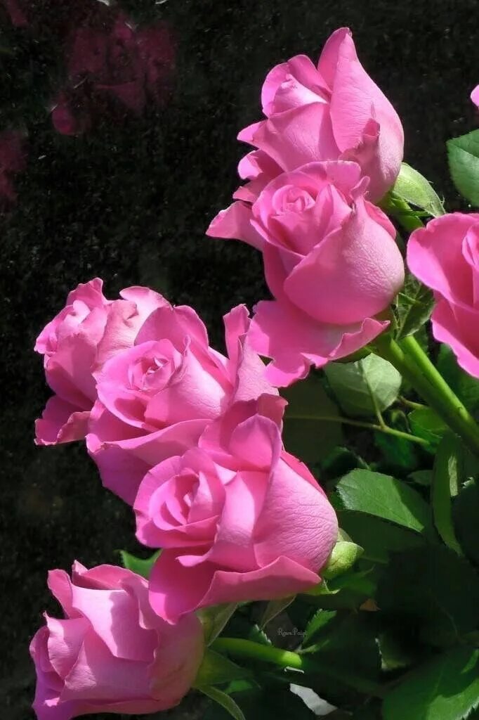 Download Rain-Kissed Rose in Bloom Wallpaper Wallpapers.com