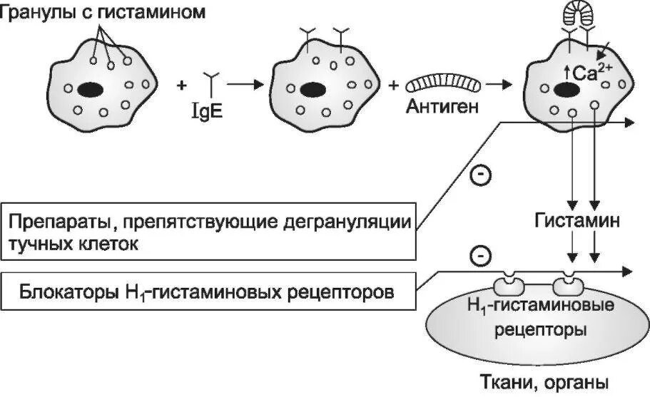 Блокаторы н1 гистаминовых рецепторов механизм действия. Механизм действия антигистаминных средств схема. Механизм действия антигистаминных препаратов 1 поколения. Механизм действия h1 антигистаминных препаратов.