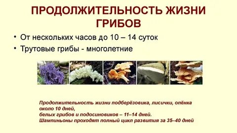 Срок жизни гриба