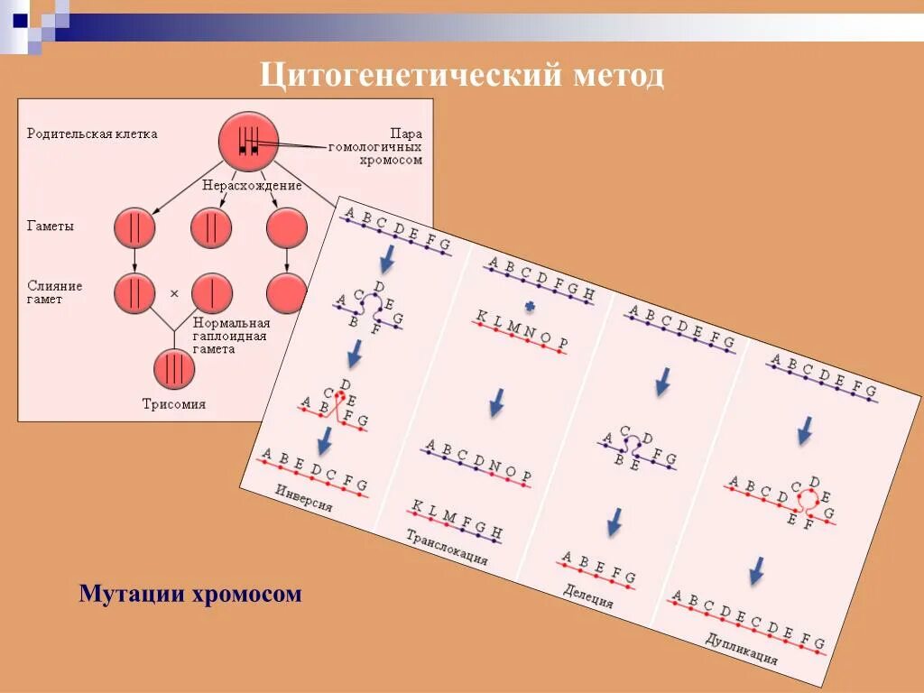 Хромосомные мутации методы генетики. Цитогенетический метод. Цитогенетический метод исследования. Цитогенетический метод исследования человека. Цитогенетический метод изучения генетики.