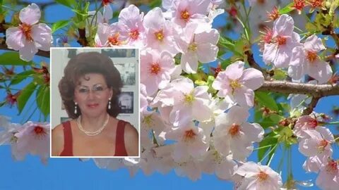 Яблони в цвету песня