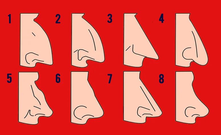 Генетика носа. Типы Носов. Названия форм Носов. Формы носа. Типы носа.