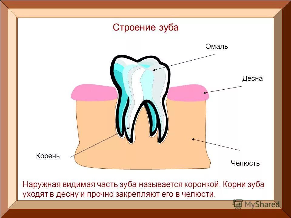 Зубами корень слова. Строение зуба. Строение зуба анатомия. Зуб строение зуба.