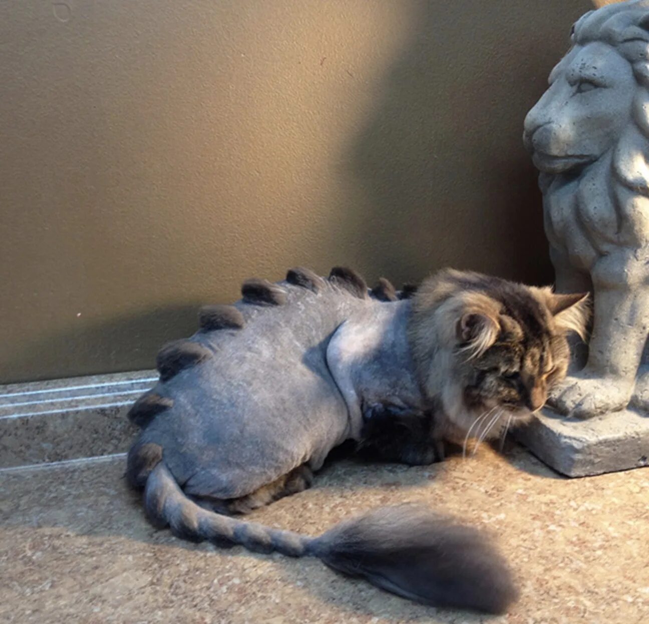Включи кот динозавр. Стрижка кошки под дракона. кот дракон стрижка. стрижка кошки дракончик. стрижка кота под динозавра.