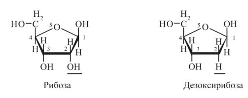 Биологическая роль рибозы. Углеводные компоненты: рибоза и дезоксирибоза.. Рибоза и дезоксирибоза группы. Рибоза биохимия строение. Дезоксирибоза формула с нумерацией.