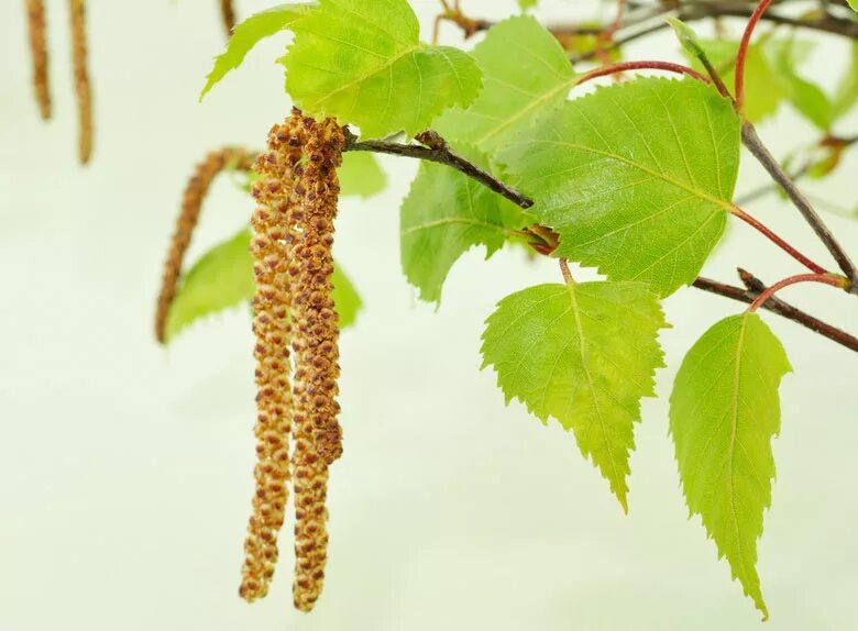 Береза Шмидта Betula schmidtii. Береза повислая цветение. Береза повислая плод. Береза повислая "Голден Триумф". Сережки березы фото