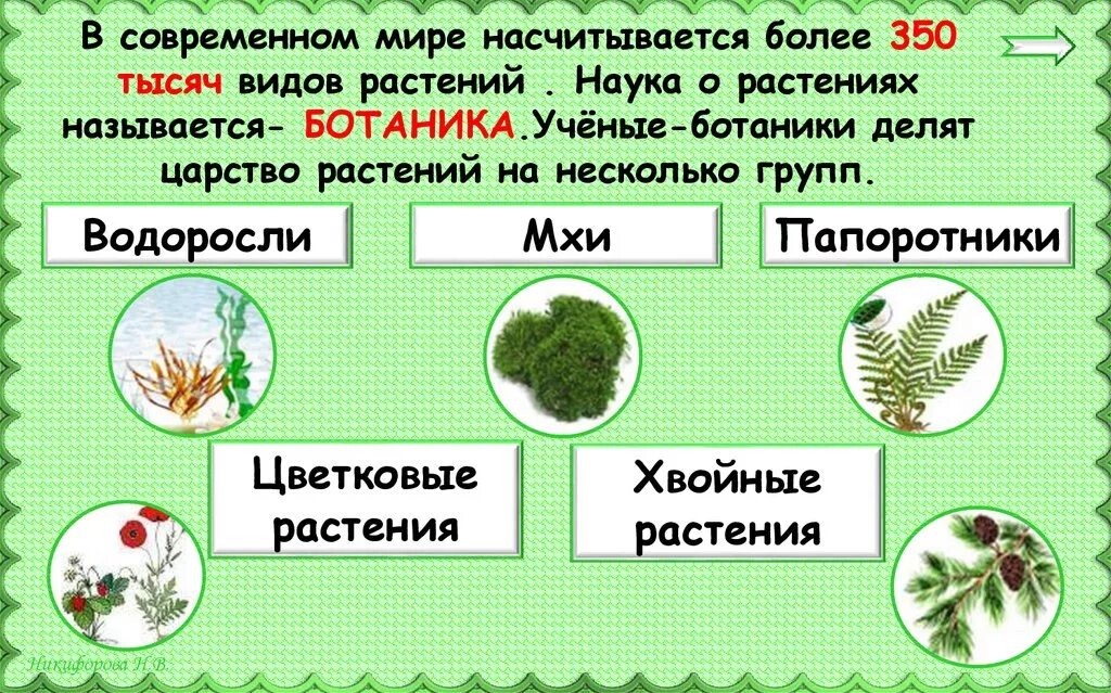 Растения царство растений. Растения ботаника наука о растениях. Разнообразие растений группы растений ботаника. Ученые – ботаники делят царство растений на группы. Как называется данная группа растений группа 1