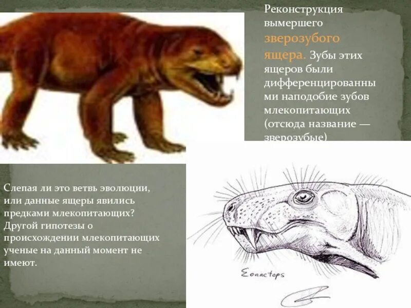 Происхождение млекопитающих. Зверозубые ящеры. Предки млекопитающих зверозубые ящеры. Переходные формы млекопитающих. Происхождение млекопитающих зверозубые рептилии.