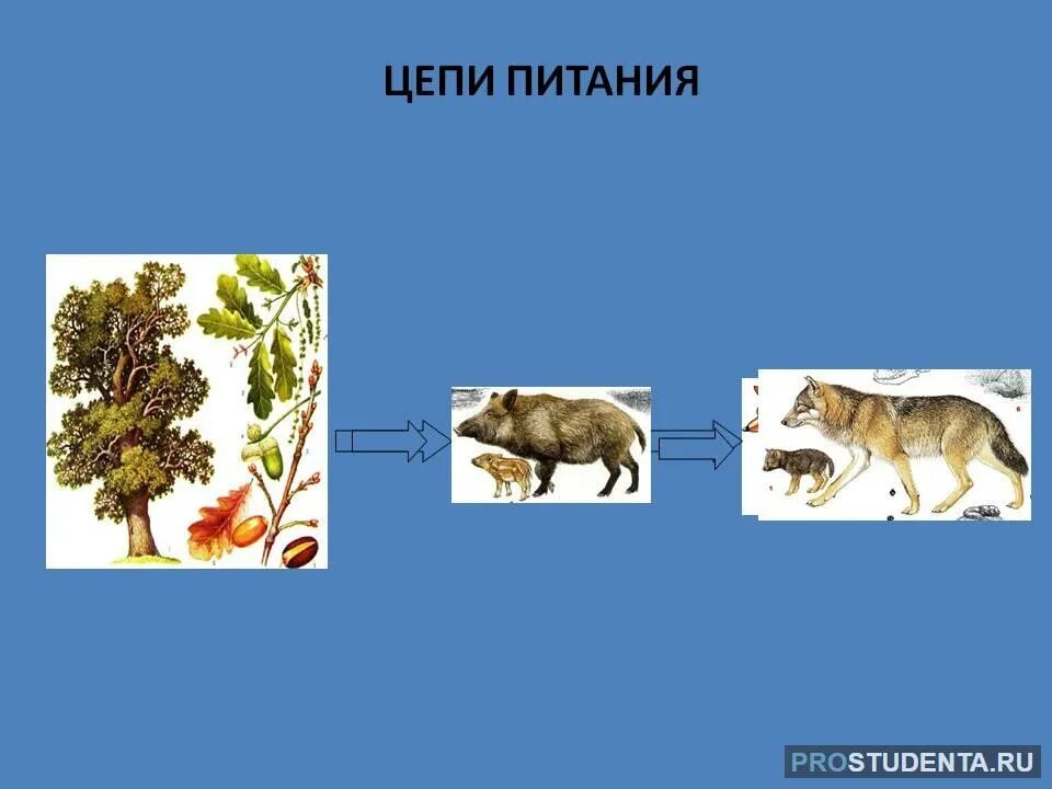 Схема цепи питания в тайге. Схема цепи питания в тайге 4 класс окружающий мир. Цепь питания характерная для тайги. Пищевая цепочка тайги 4. Цепи питания россии