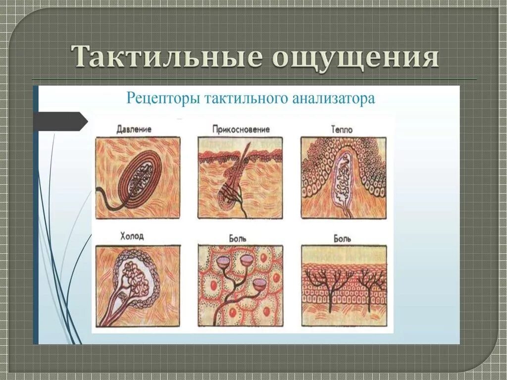 Тактильность что это