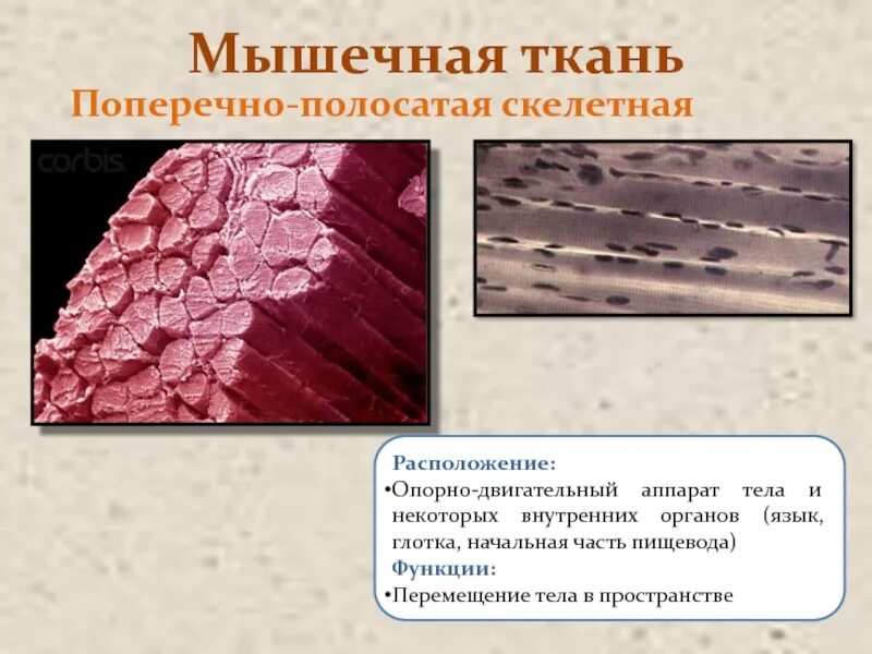 Гладкая мышечная ткань гладкие миоциты. Мышечная ткань схема. Особенности гладкомышечной ткани. Мышечная ткань межклеточное вещество. Характеристика поперечно полосатой мышечной ткани.