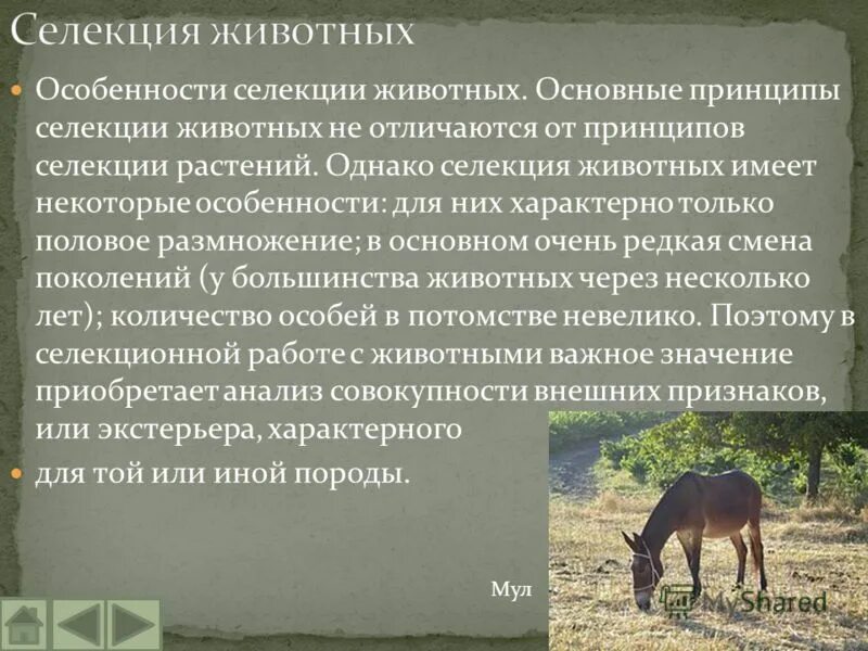 Селекция животных сообщение 9 класс. Методы селекции животных одомашнивание. Метод селекции животных гибридизация. Породы собак селекционеров. Селекция растений и животных.