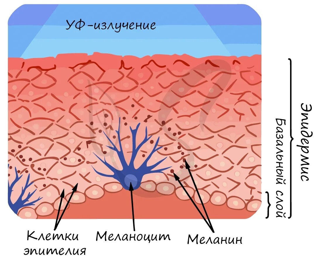 Пигмент кожи меланин находится. Строение эпидермиса меланоциты. Клетки меланоциты в коже. Меланоциты меланин кожа.
