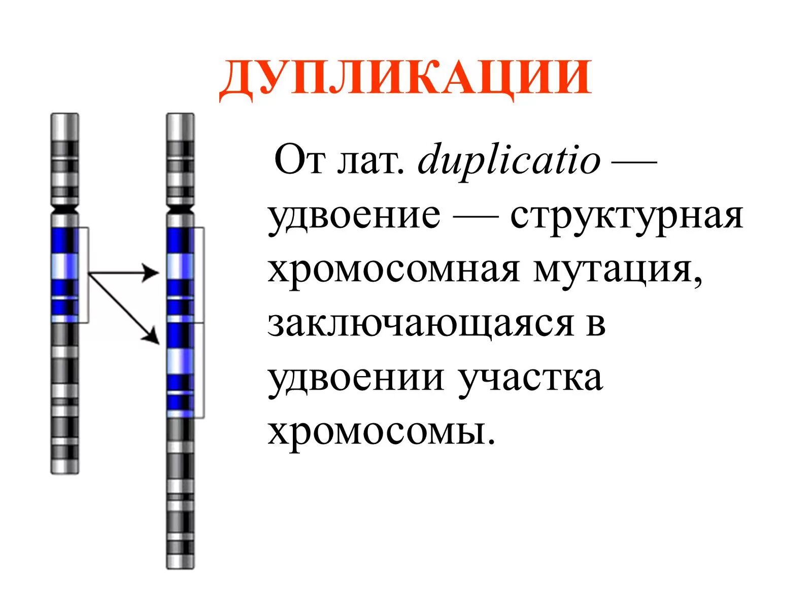 Схема дупликации генетика. Дупликация Гена. Схема дупликации хромосом. Дупликация это в генетике. Хромосомные удвоение участка хромосомы