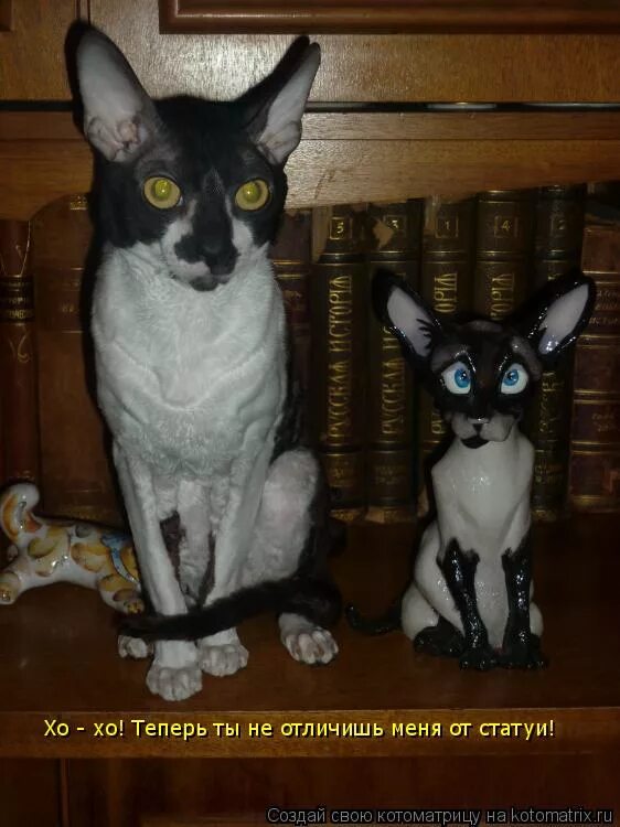 Two samoyed dogs puppies are sitting in the gray couch. Не заподозрил. Мне ничего не понятно. Держись за поручни в автобусе. Ничего не заподозрит.