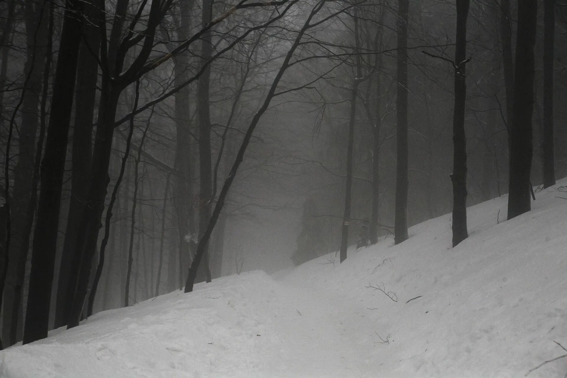 Страшный зимний лес. Зимний лес ночью. Страшная зима. Темный снежный лес. Сугроб сугробы туман