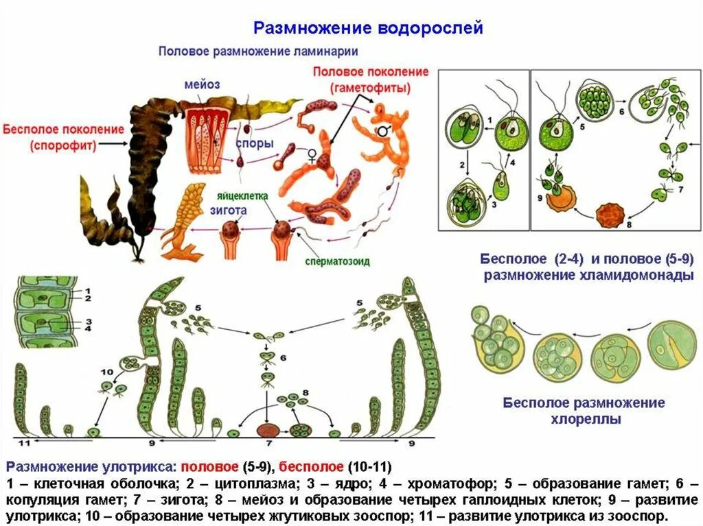 Цикл водорослей улотрикс. Размножение бурых водорослей схема. Размножение водорослей ламинария. Цикл развития бурых водорослей. Жизненный цикл ламинарии схема.