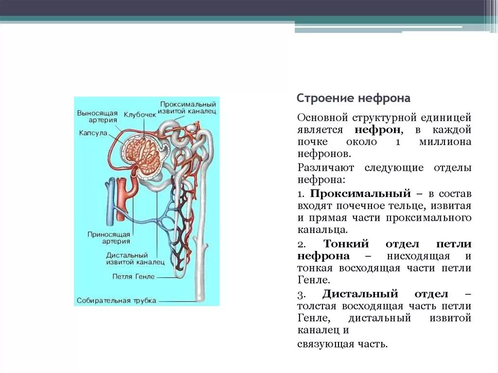 Петля извитого канальца нефрона. Строение нефрона почки биохимия. Строение проксимального извитого канальца нефрона. Функция проксимального отдела нефрона.