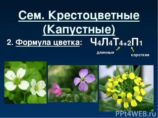 Формулу цветка ч4л4т4 2п1 имеют. Формула цветка ч4л4т4+2п1 характерна для. Формула крестоцветных ч4л4т4+2п1. Формула цветка ч4л4т4+2п1. Формула цветка ч4л4т4+2п1 характерна для семейства.