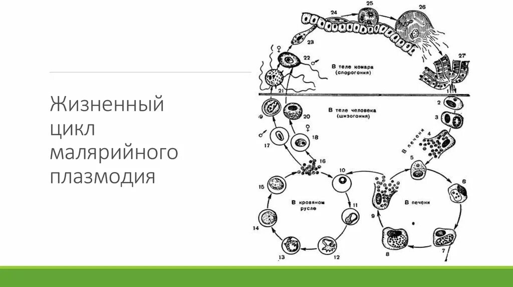 Малярийный плазмодий в кишечнике. Жизненный цикл малярийного плазмодия. Стадии жизненного цикла малярийного плазмодия. Цикл развития малярийного плазмодия. Этапы развития малярийного плазмодия схема.