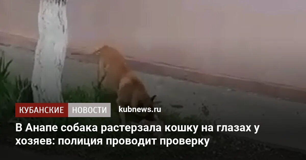 Песня она не придет ее разорвали собаки. Собаки растерзали кошку.