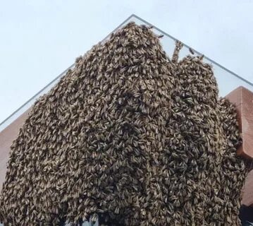 Барашек сормовский парк