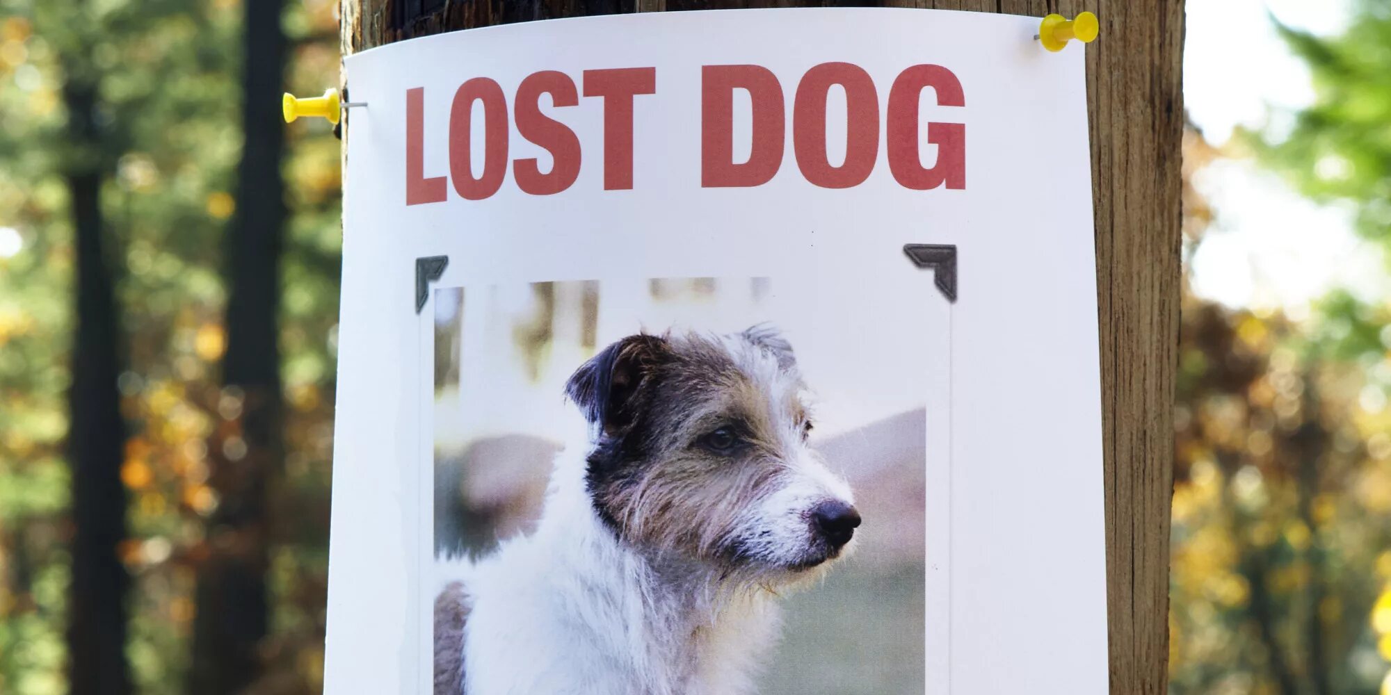 The Lost Dog. Missing Dog. Потерявшаяся домашняя собака.