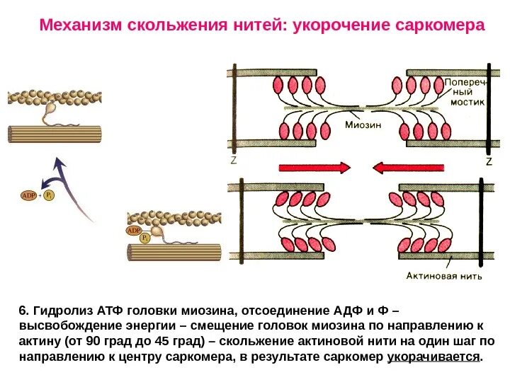 Экспериментатор работа мышц мышей