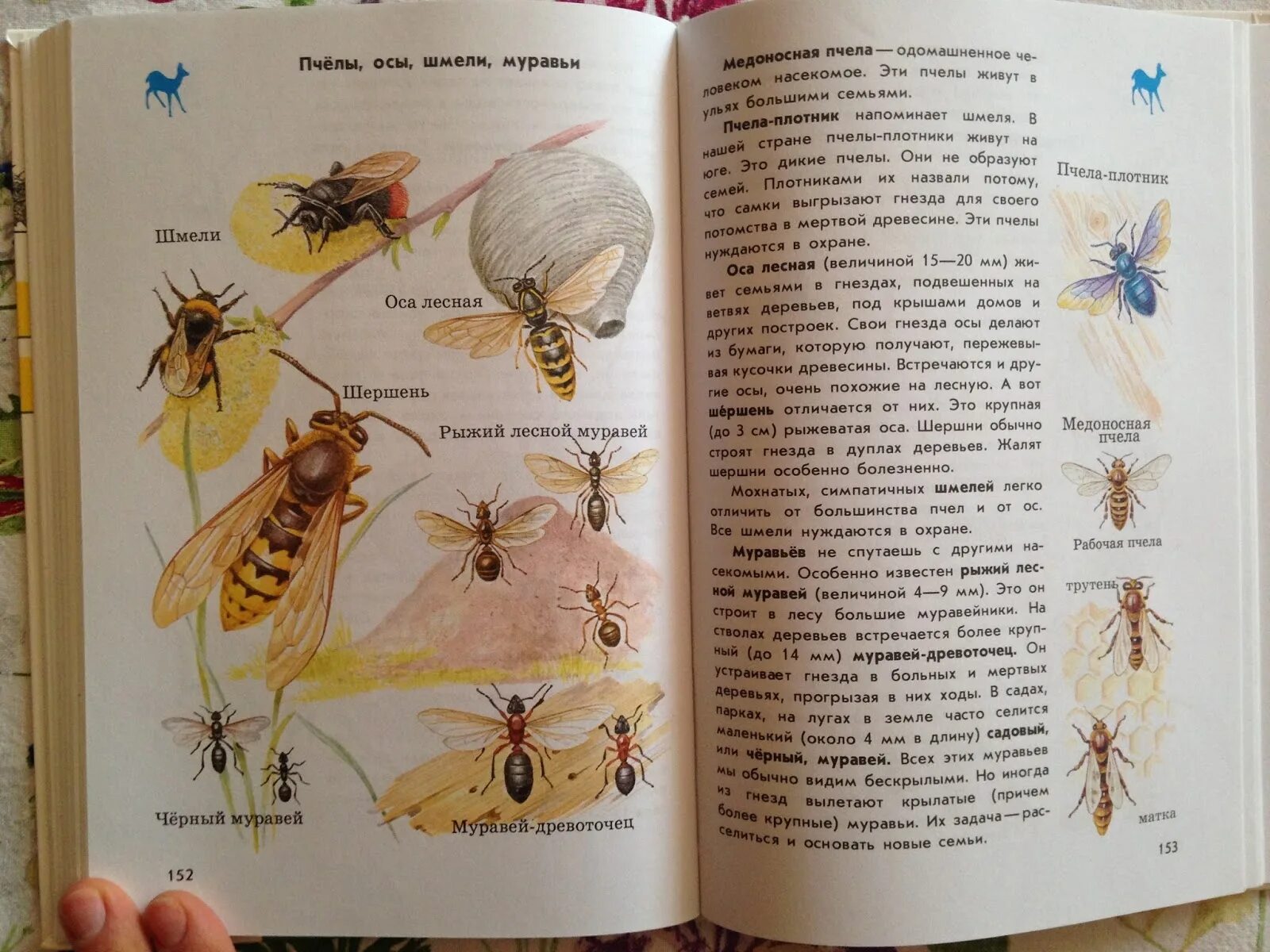 Насекомое пчела 2 класс. Атлас-определитель от земли до неба 2 класс пчелы осы и шмели. Жалящие насекомые атлас определитель 2. Атлас определитель осы пчелы Шмель. Атлас-определитель от земли до неба 2 класс про пчел шмелей и ОС.