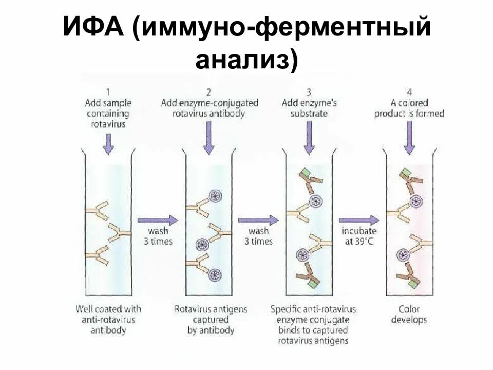 Тест метод ифа. Метод иммуноферментного анализа (ИФА).. Схему протекания твердофазного ИФА. Иммуноферментный анализ этапы. ИФА принцип метода микробиология.