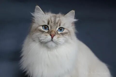 Н п невская