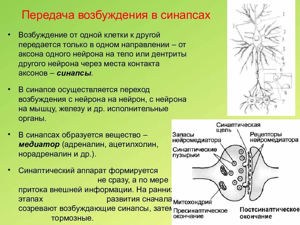 Процесс возбуждения нервных клеток. Механизм передачи возбуждения через синапс. Механизм передачи возбуждения в синапсах ЦНС. Механизм проведения возбуждения через синапс. Механизм передачи нервного возбуждения в синапсе.