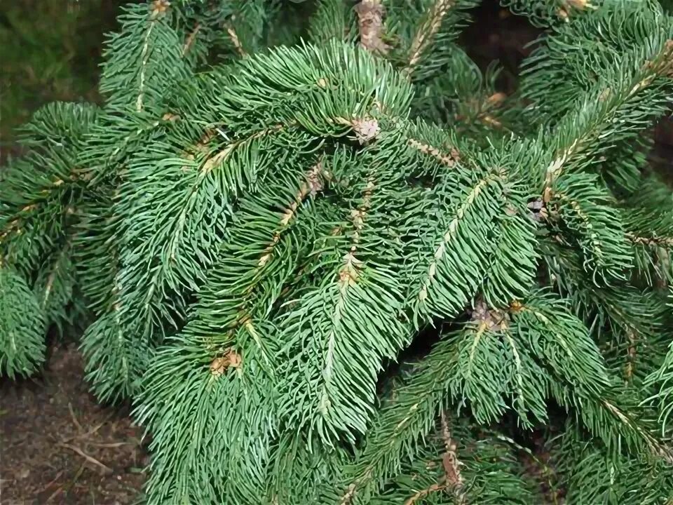 Хвойные таксон. Picea Abies cincinnata.