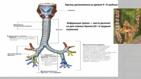 Гортань уровень
