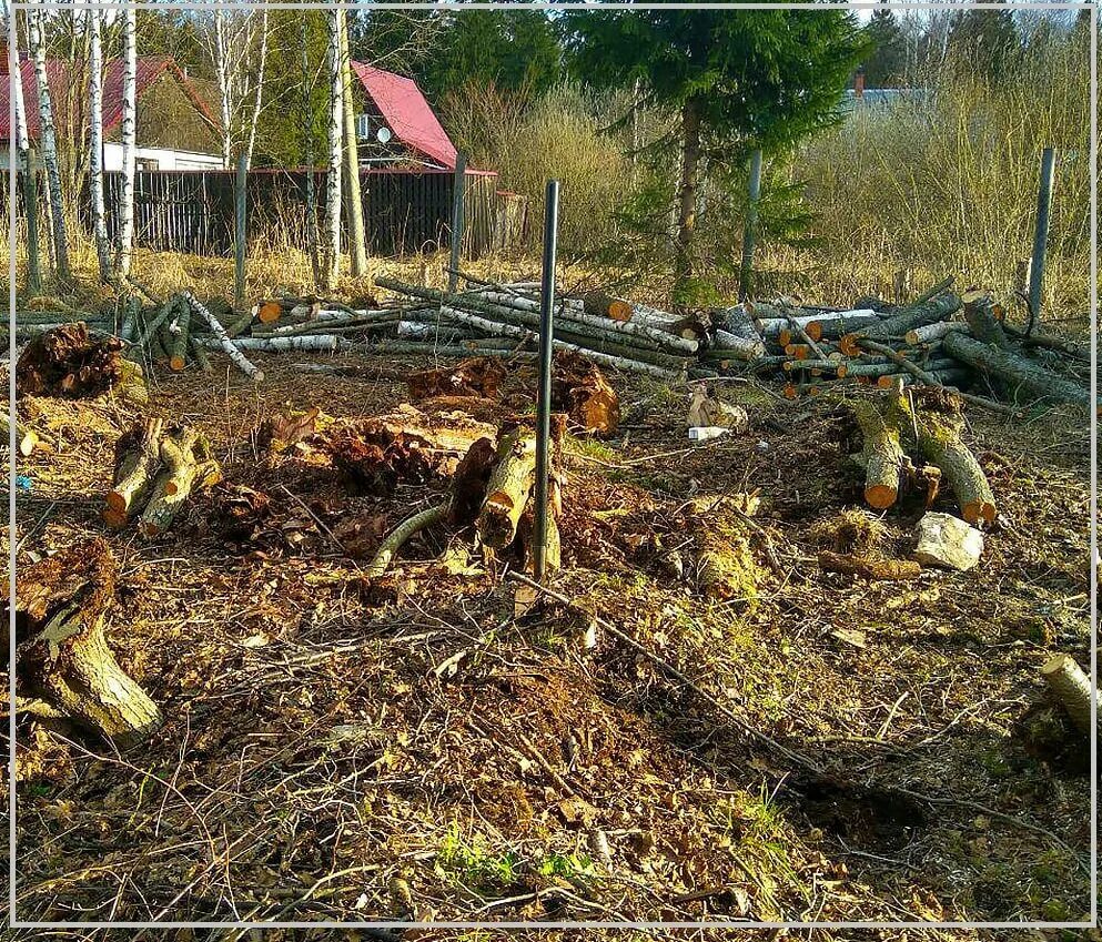 Очистка участка от деревьев. Корчевание поросли. Расчистка участка. Расчистка участка от деревьев. Расчистка территории от деревьев и кустарников.