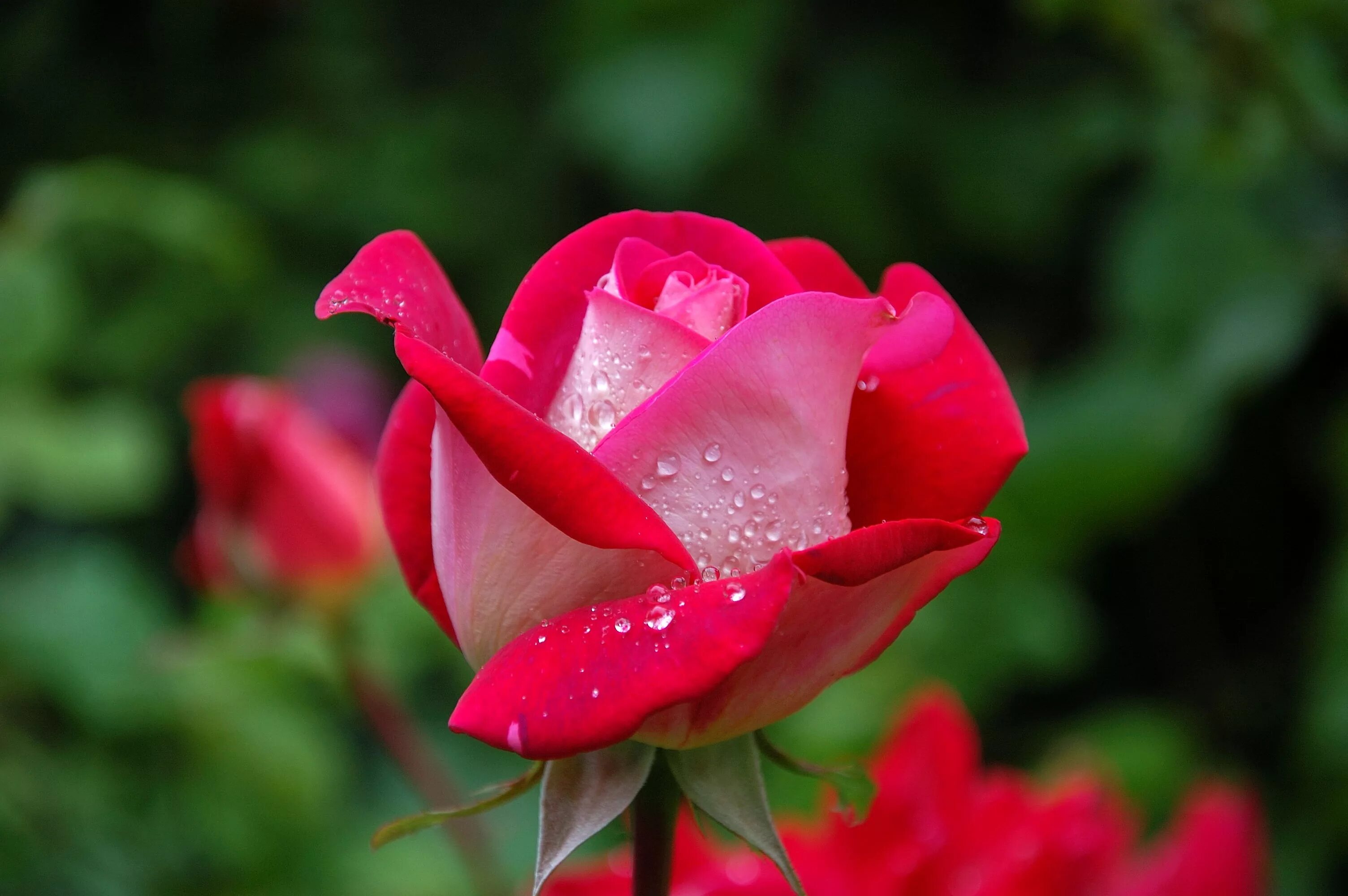 Beautiful rose flowers. Красивые цветочки. Крупные розы.