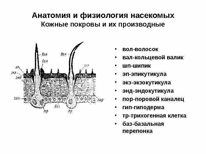 Физиология насекомых. Внешнее строение пчелы. Строение кузнечика схема. Типы ротовых аппаратов насекомых. Физиология насекомых.